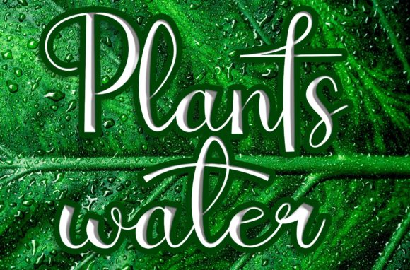 Enhance Your Brand with Plantswater Script Font